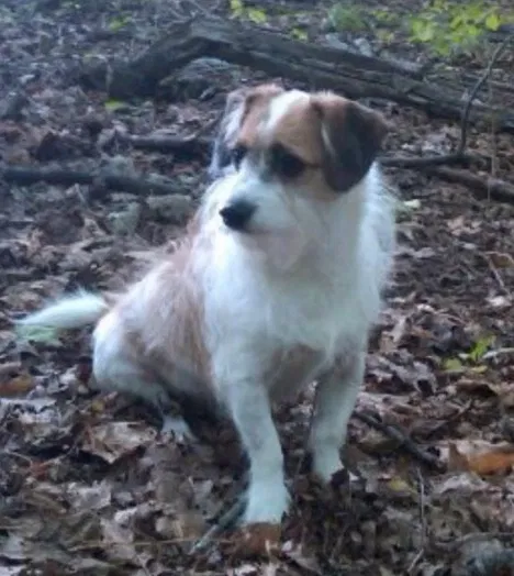 Lost dog in Bellville, OH, 44813