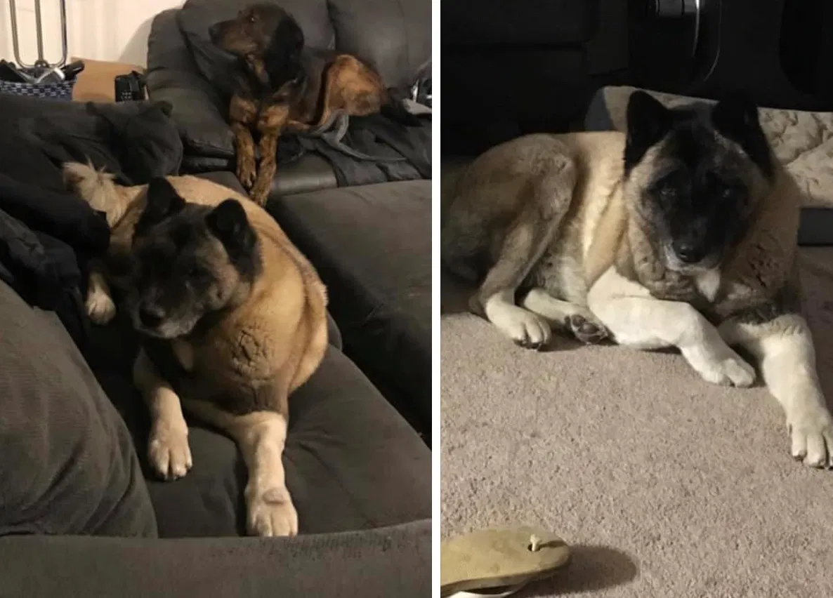 Lost dog in La Habra, CA, 90631