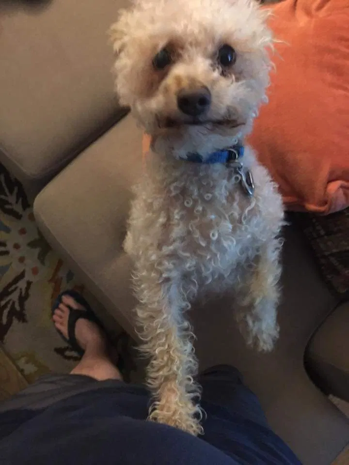 Lost dog in Kansas City, MO, 64110