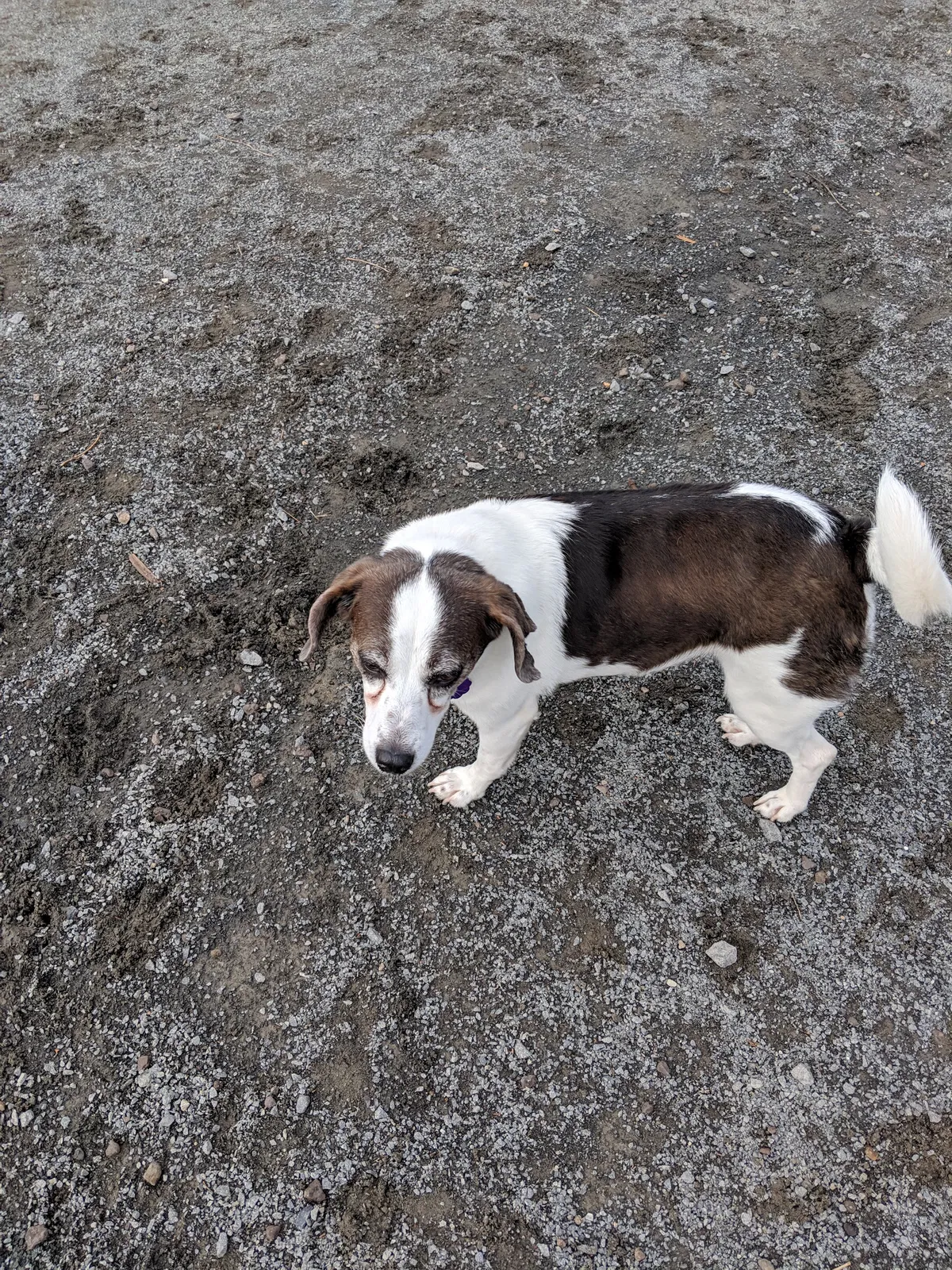 Lost dog in Washington, DC, 20017