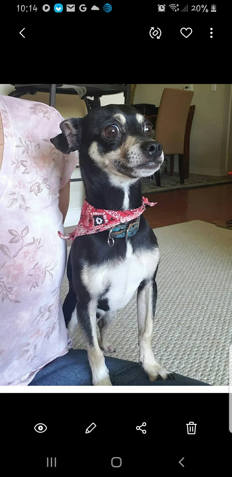 Lost dog in El Paso, TX, 79938