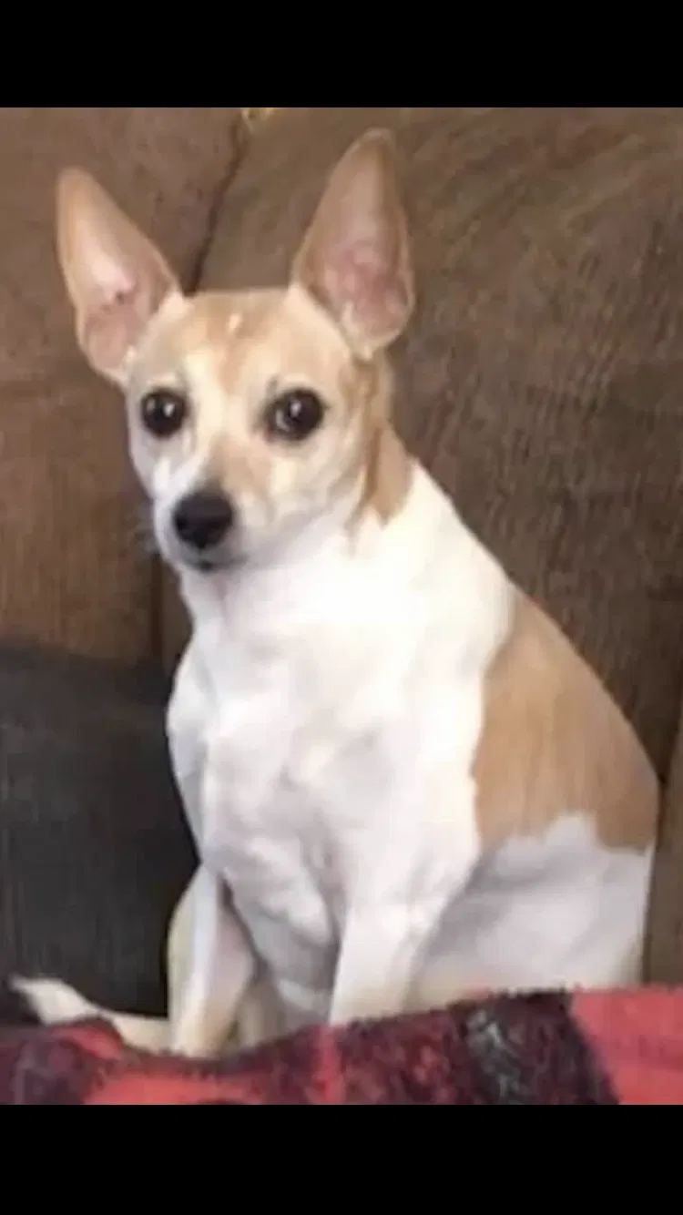 Lost dog in Lewisville, NC, 27023