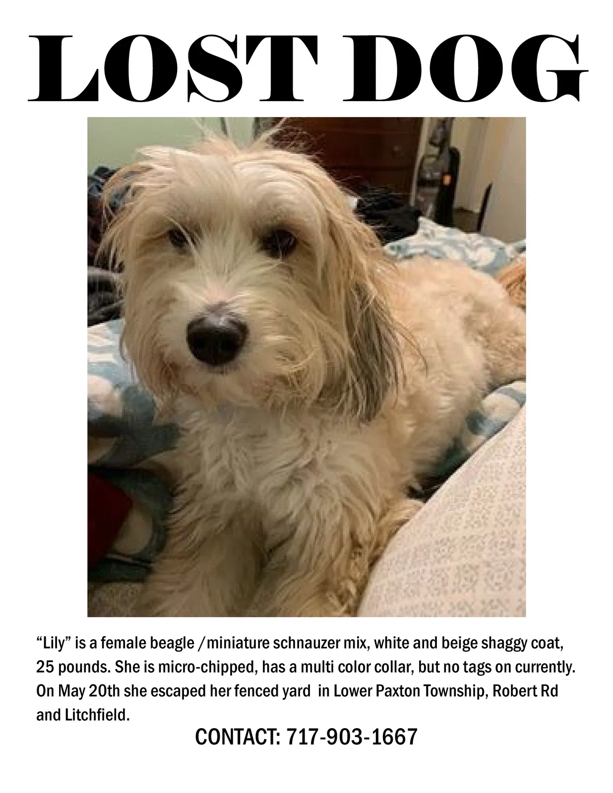Lost dog in Harrisburg, PA, 17112