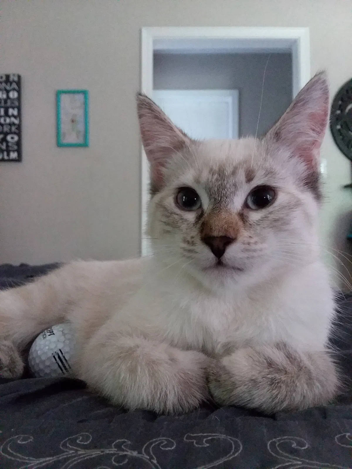 Lost cat in Jenks, OK, 74037
