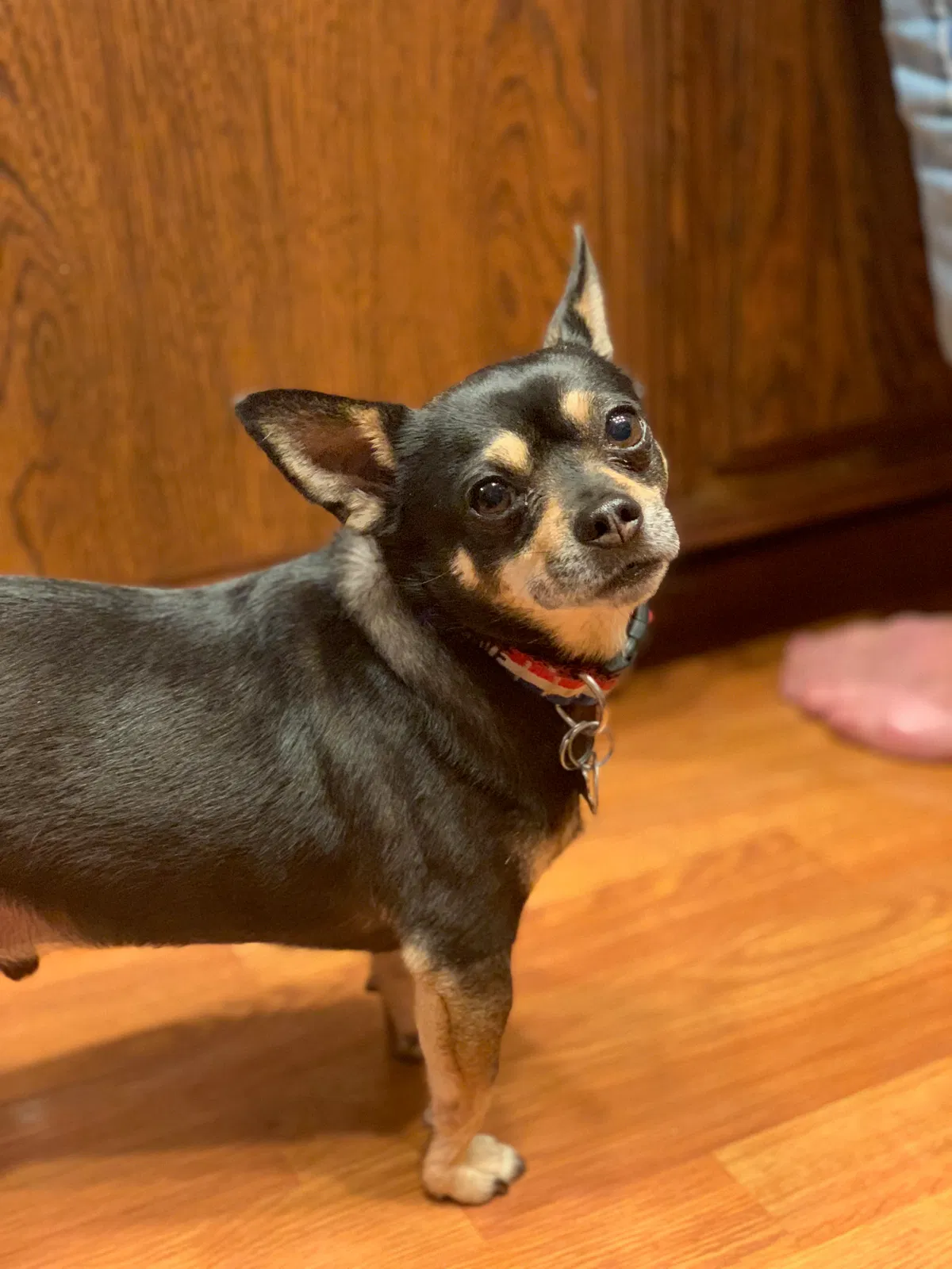 Lost dog in Bellevue, WA, 98006