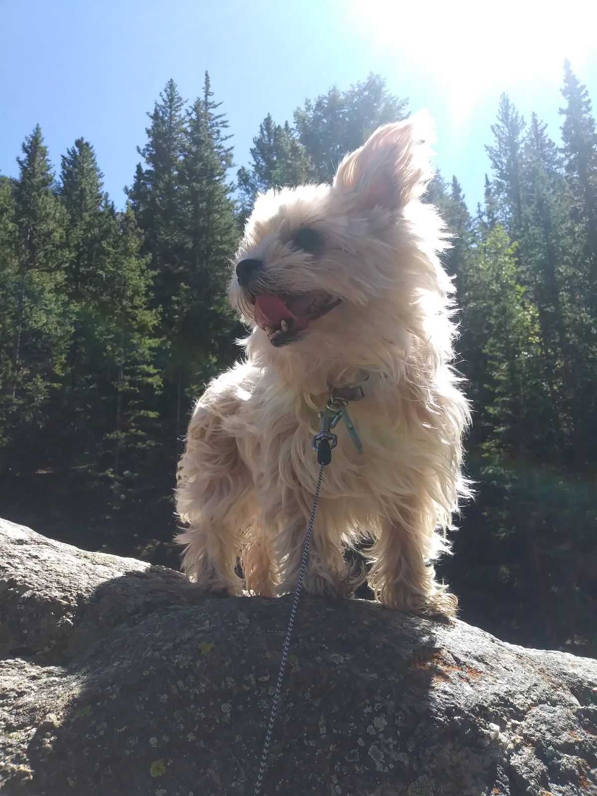 Lost dog in Denver, CO, 80214