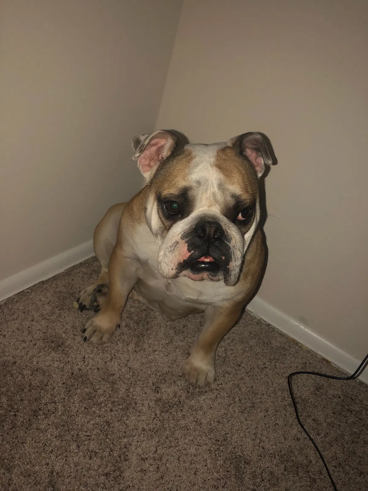 Lost dog in Albuquerque, NM, 87120