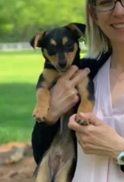 Lost dog in Willow Spring, NC, 27592