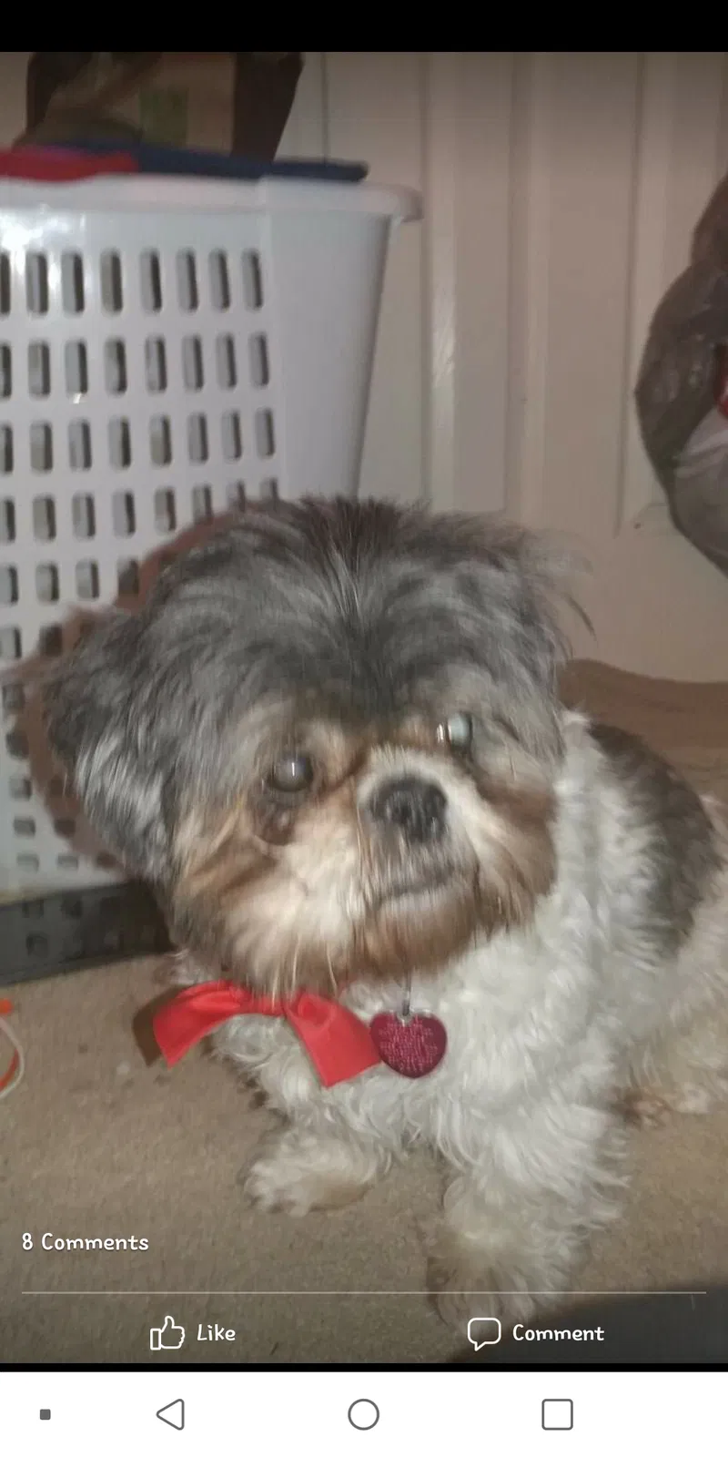 Lost dog in Prattville, AL, 36067