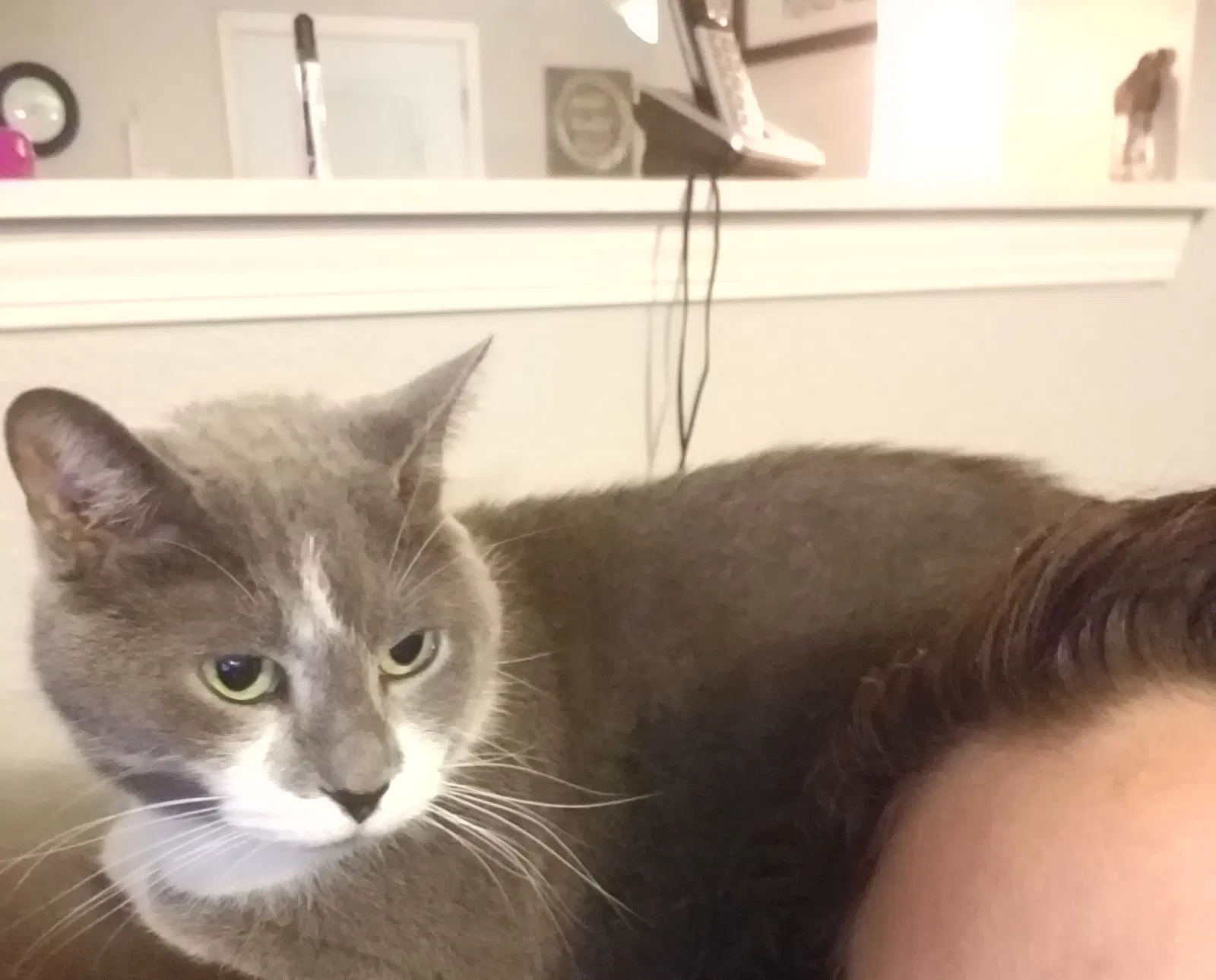 Lost cat in Indianapolis, IN, 46237