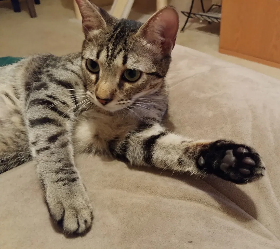 Lost cat in Pearland, TX, 77584