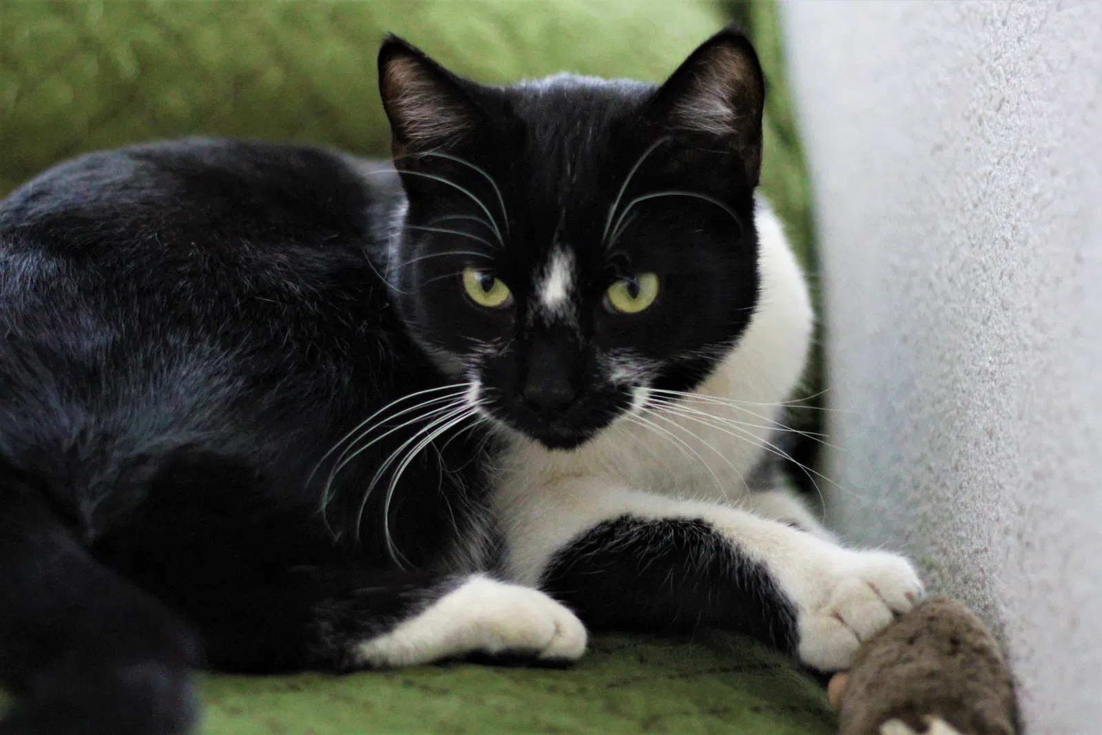 Lost cat in Hemet, CA, 92543