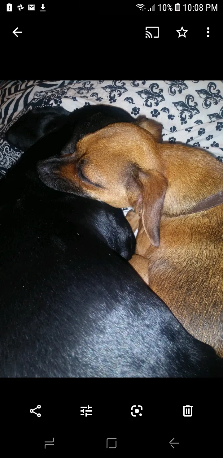 Lost dog in Sacramento, CA, 95838