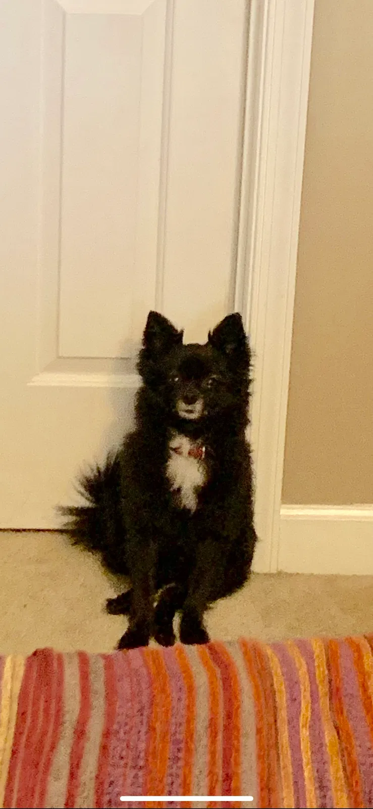Lost dog in Waynesboro, VA, 22980