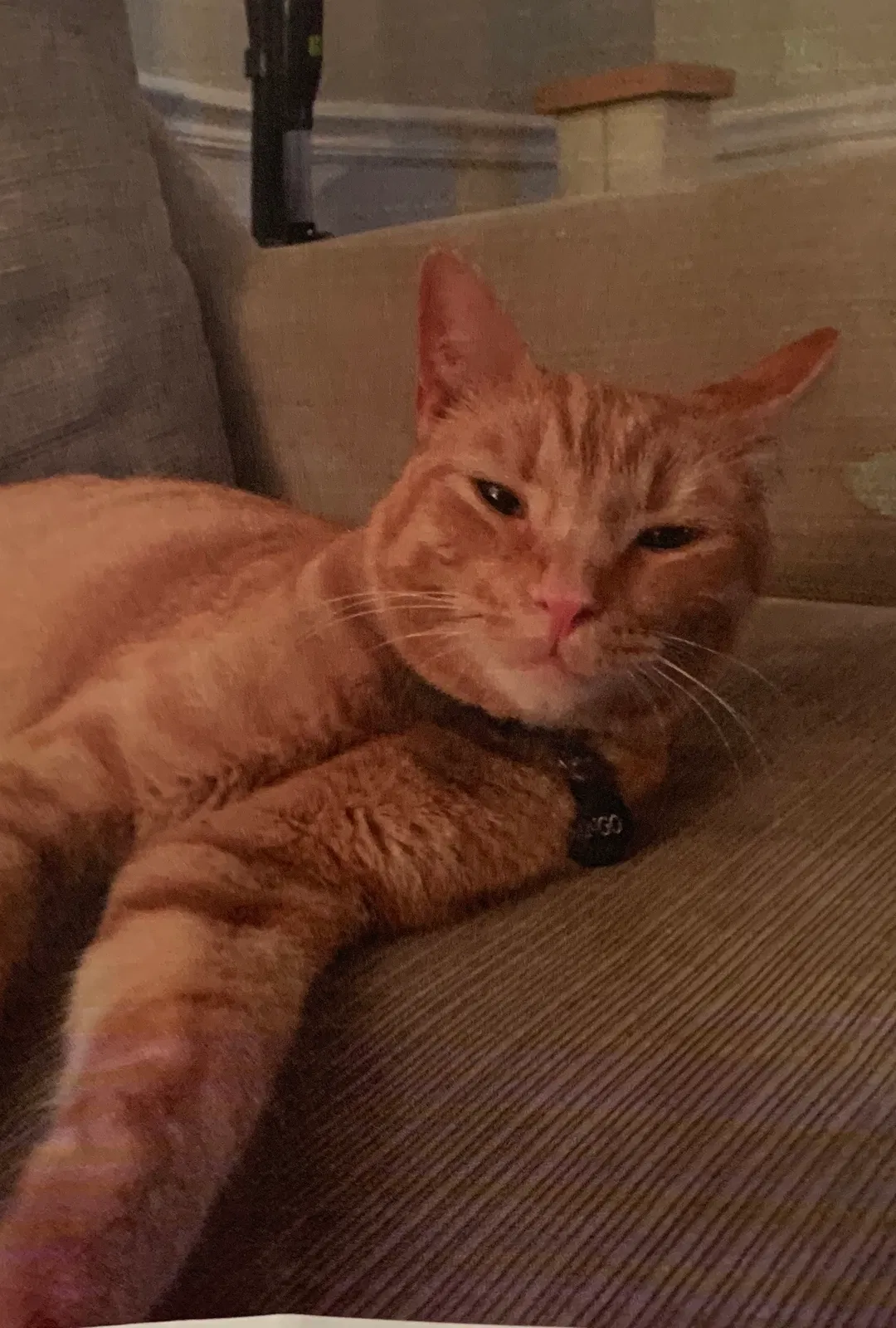 Lost cat in Bay Village, OH, 44140