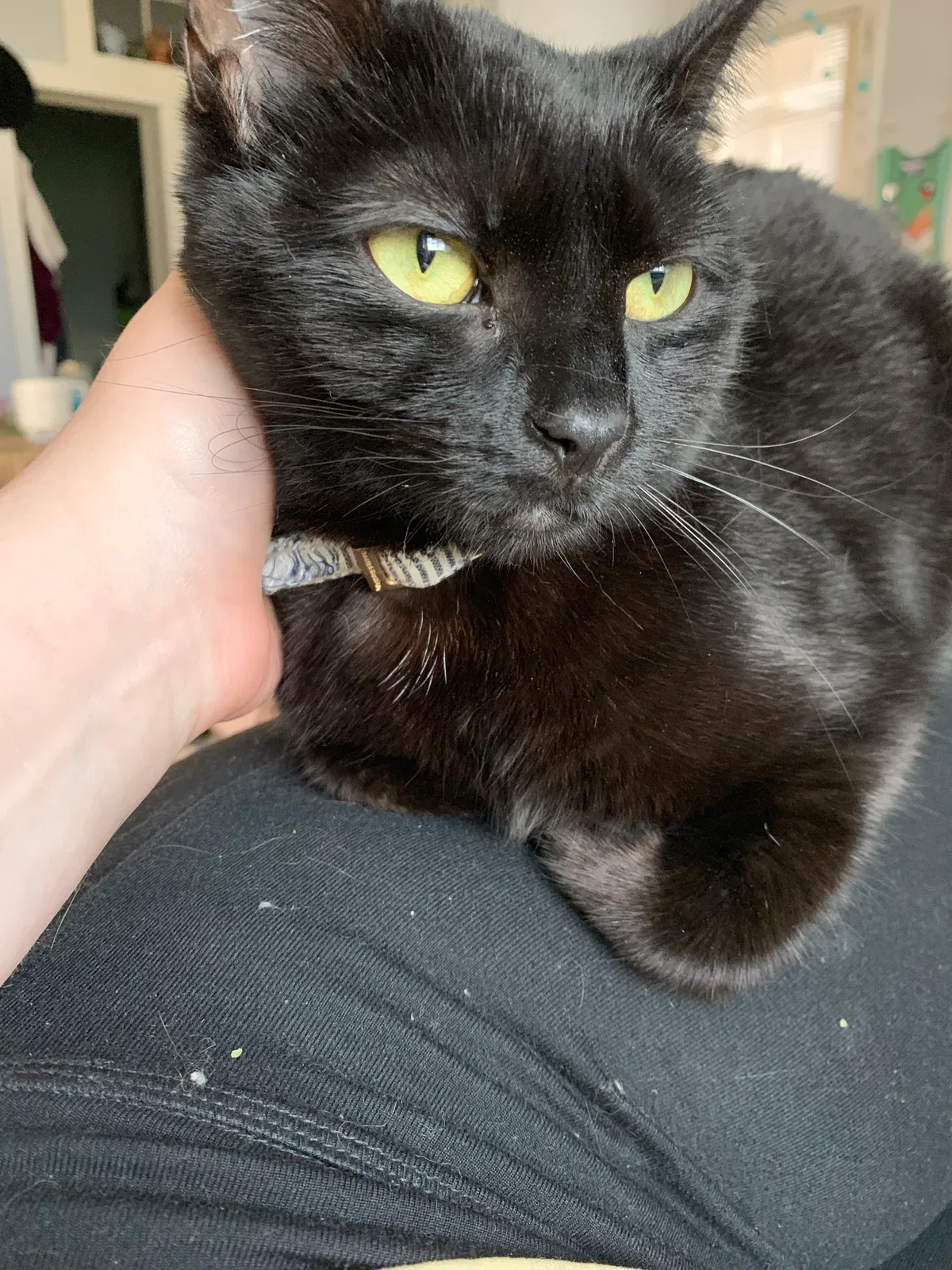 Lost cat in Asheville, NC, 28801