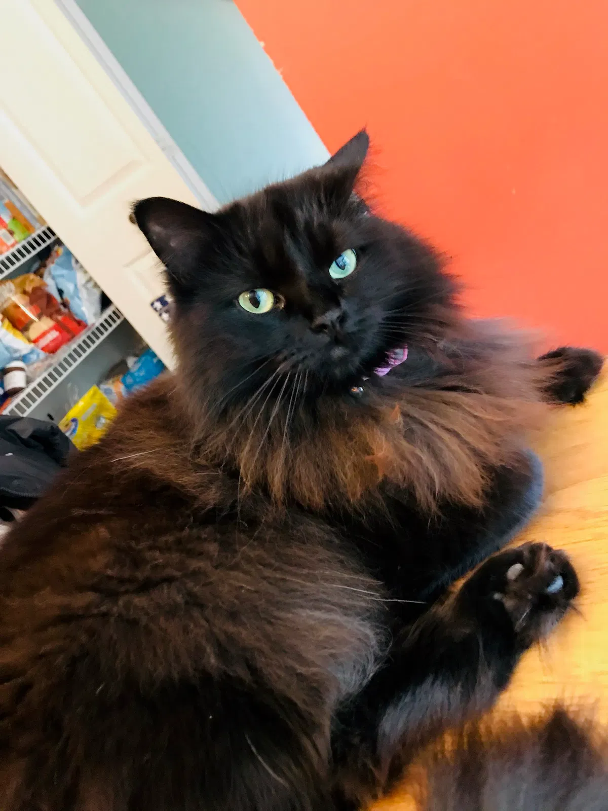 Lost cat in Novi, MI, 48377