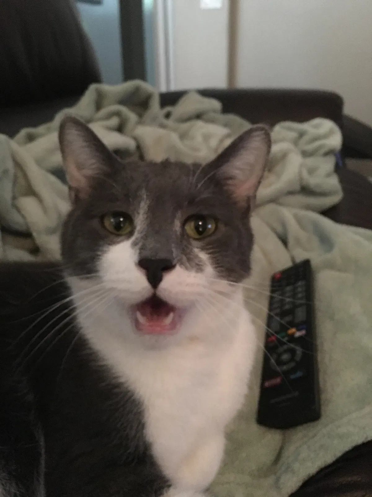 Lost cat in Clarksville, TN, 37043