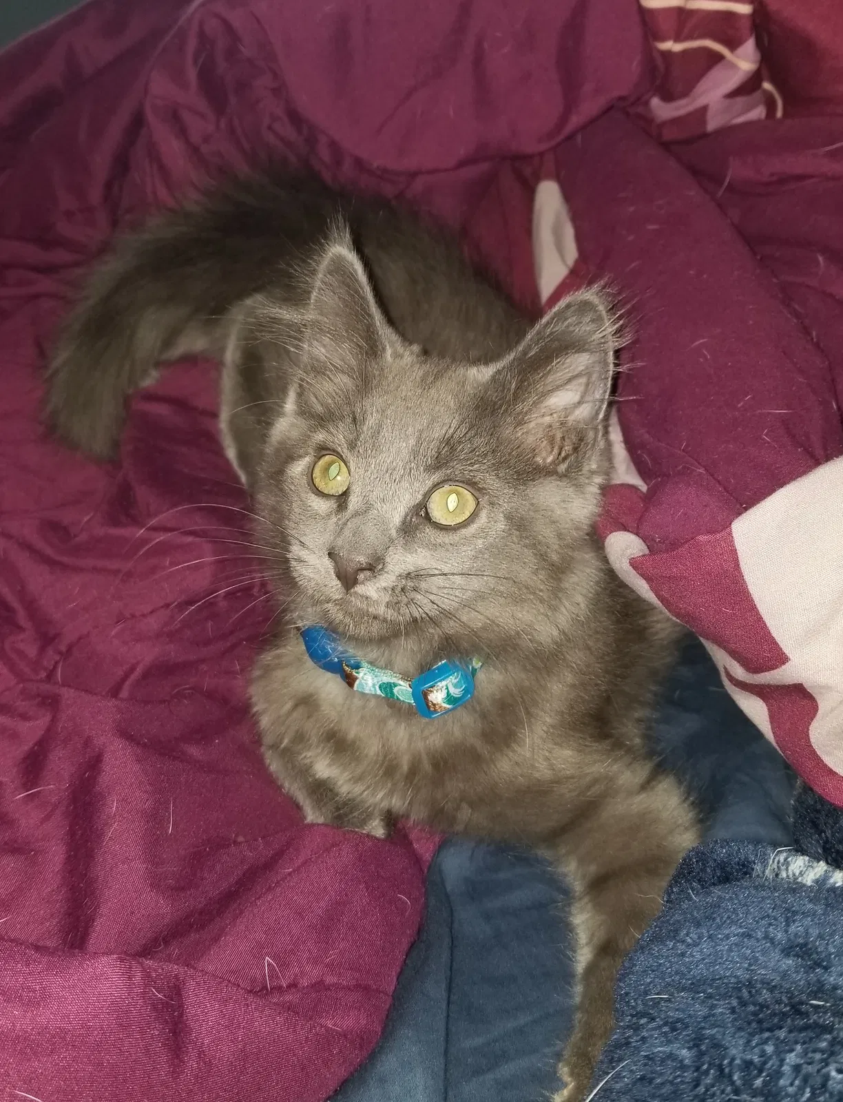 Lost cat in Manchester, NY, 14504