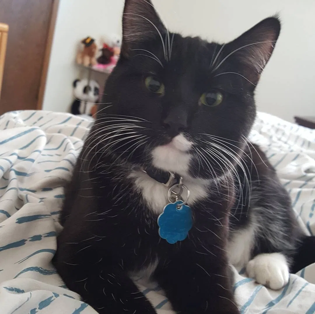 Lost cat in Fargo, ND, 58104