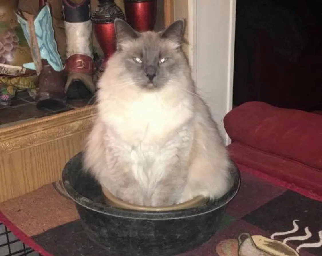 Lost cat in Mckinney, TX, 75071