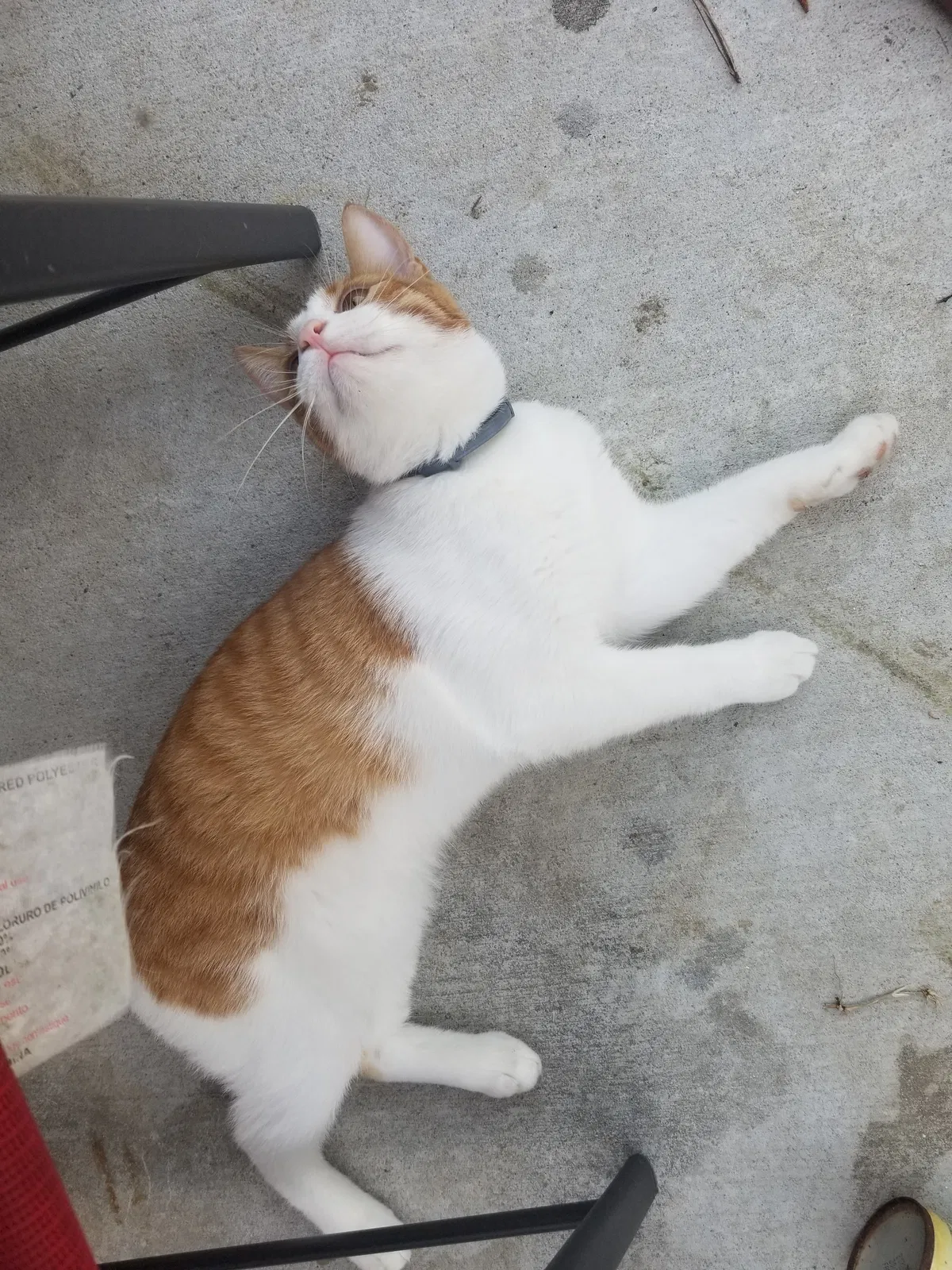 Lost cat in Luling, LA, 70070