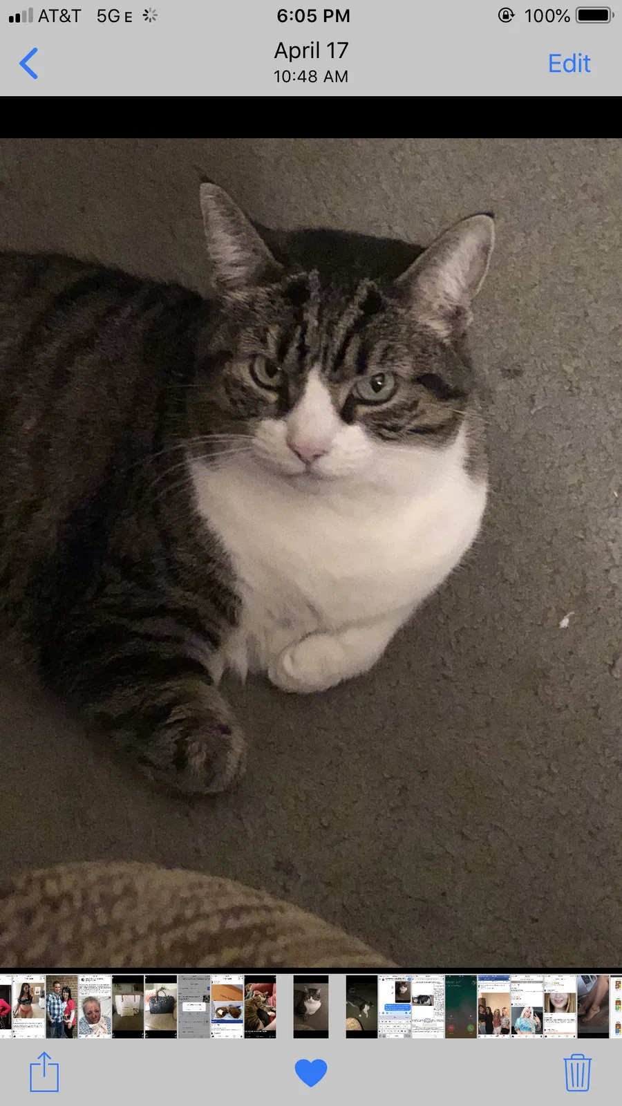 Lost cat in Louisville, KY, 40214