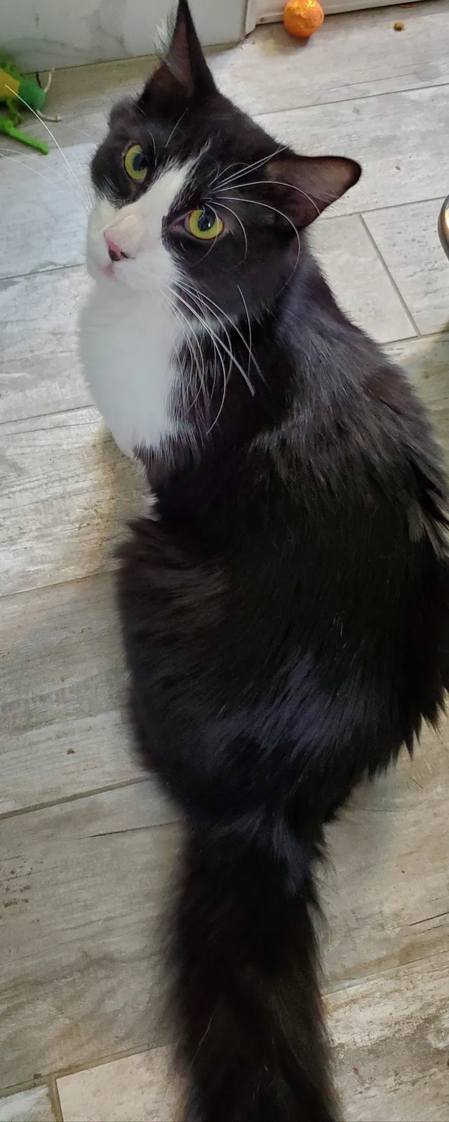 Lost cat in Saint Petersburg, FL, 33714