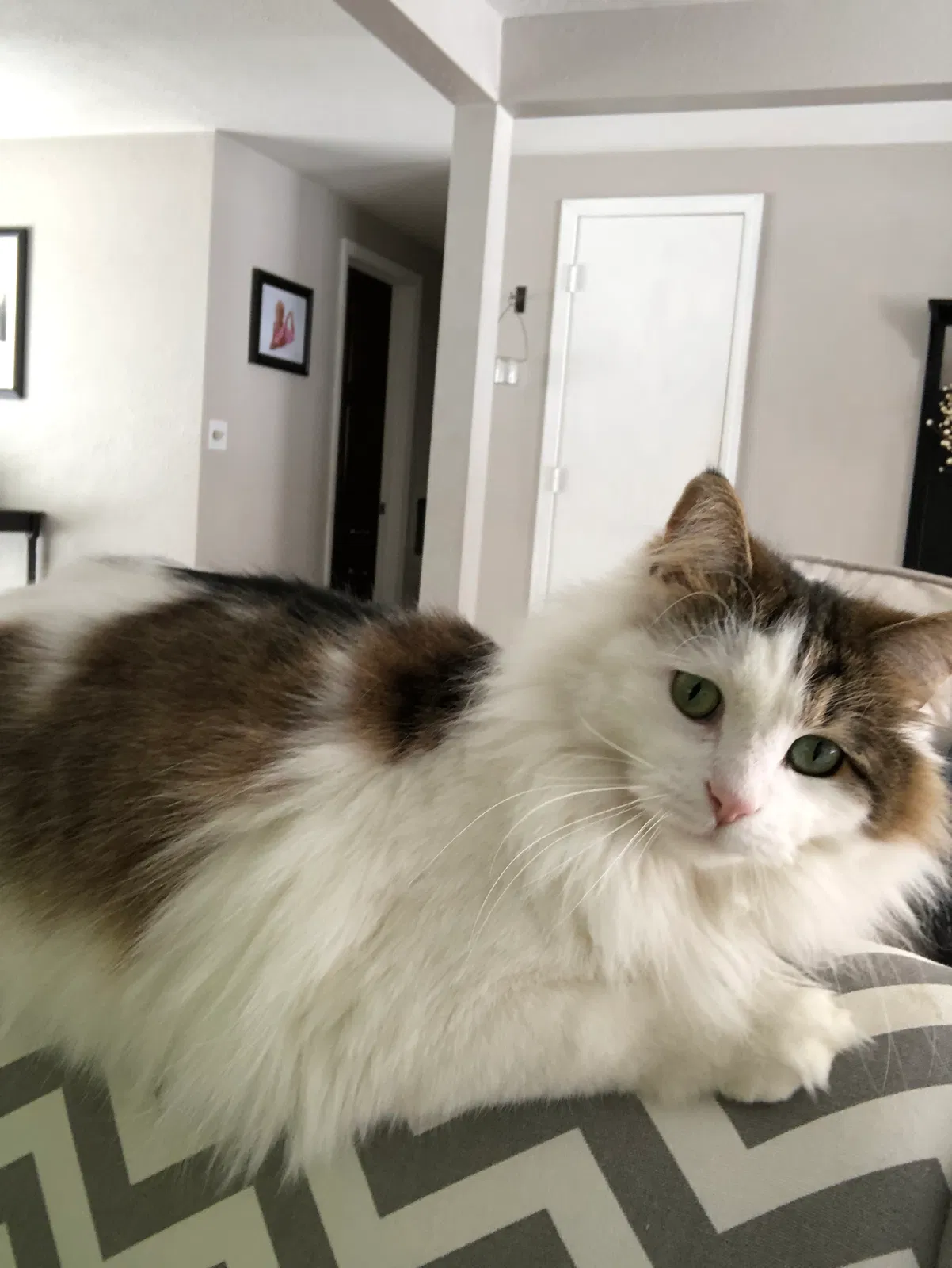 Lost cat in Green Bay, WI, 54313