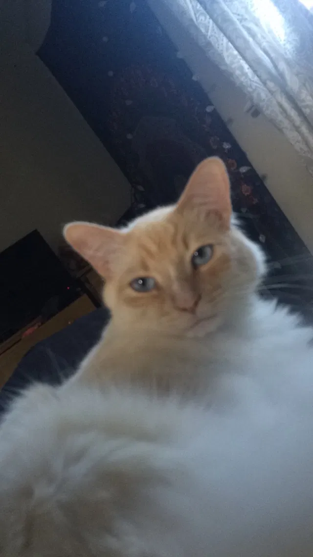 Lost cat in Hickory, NC, 28601