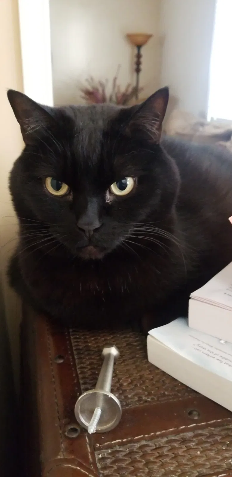 Lost cat in Ashburn, VA, 20147