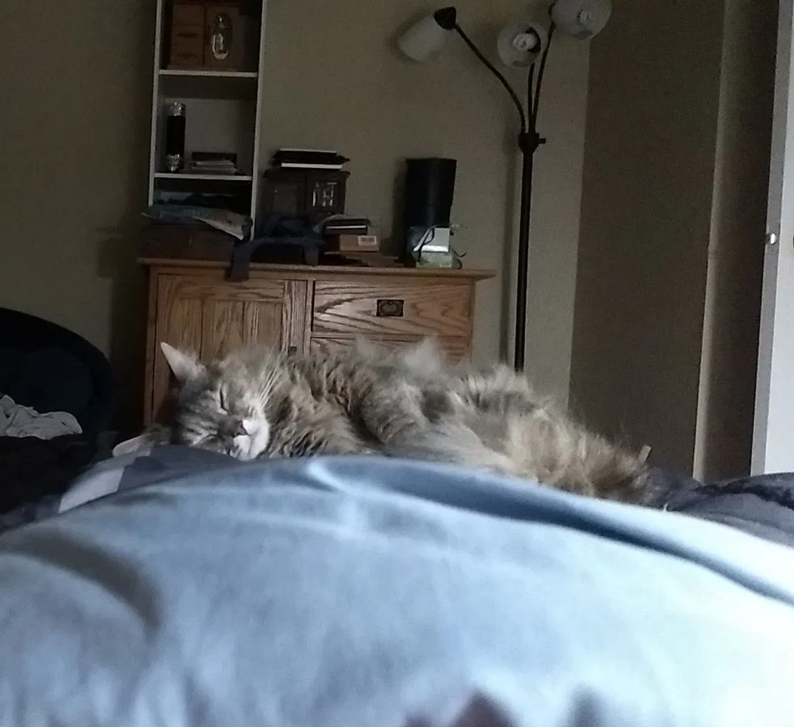 Lost cat in Kansas City, MO, 64151