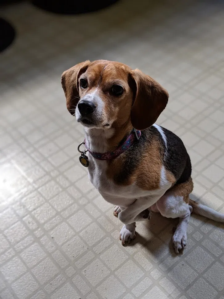 Lost dog in Harrisburg, PA, 17110