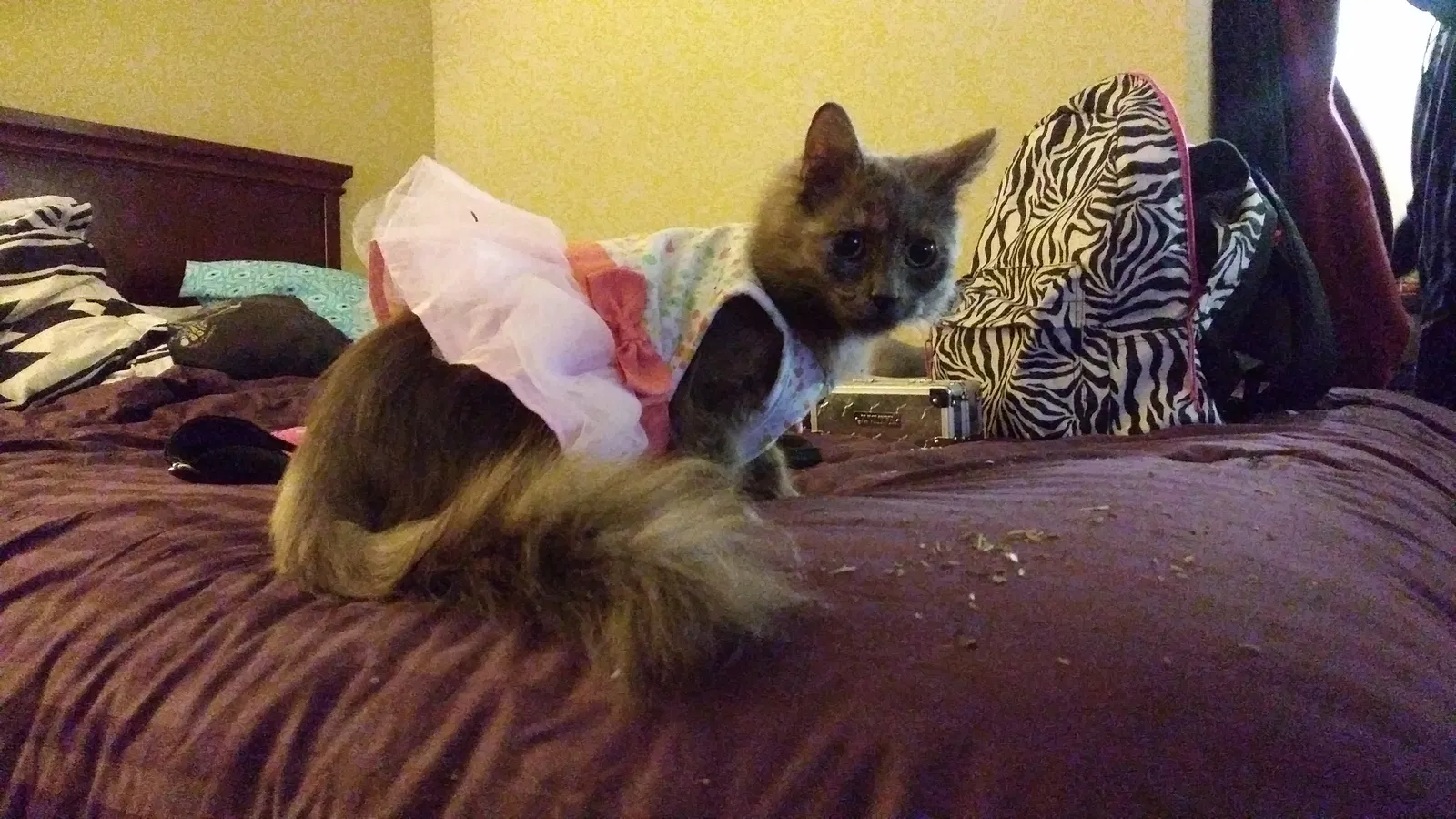 Lost cat in Washington, NJ, 7882