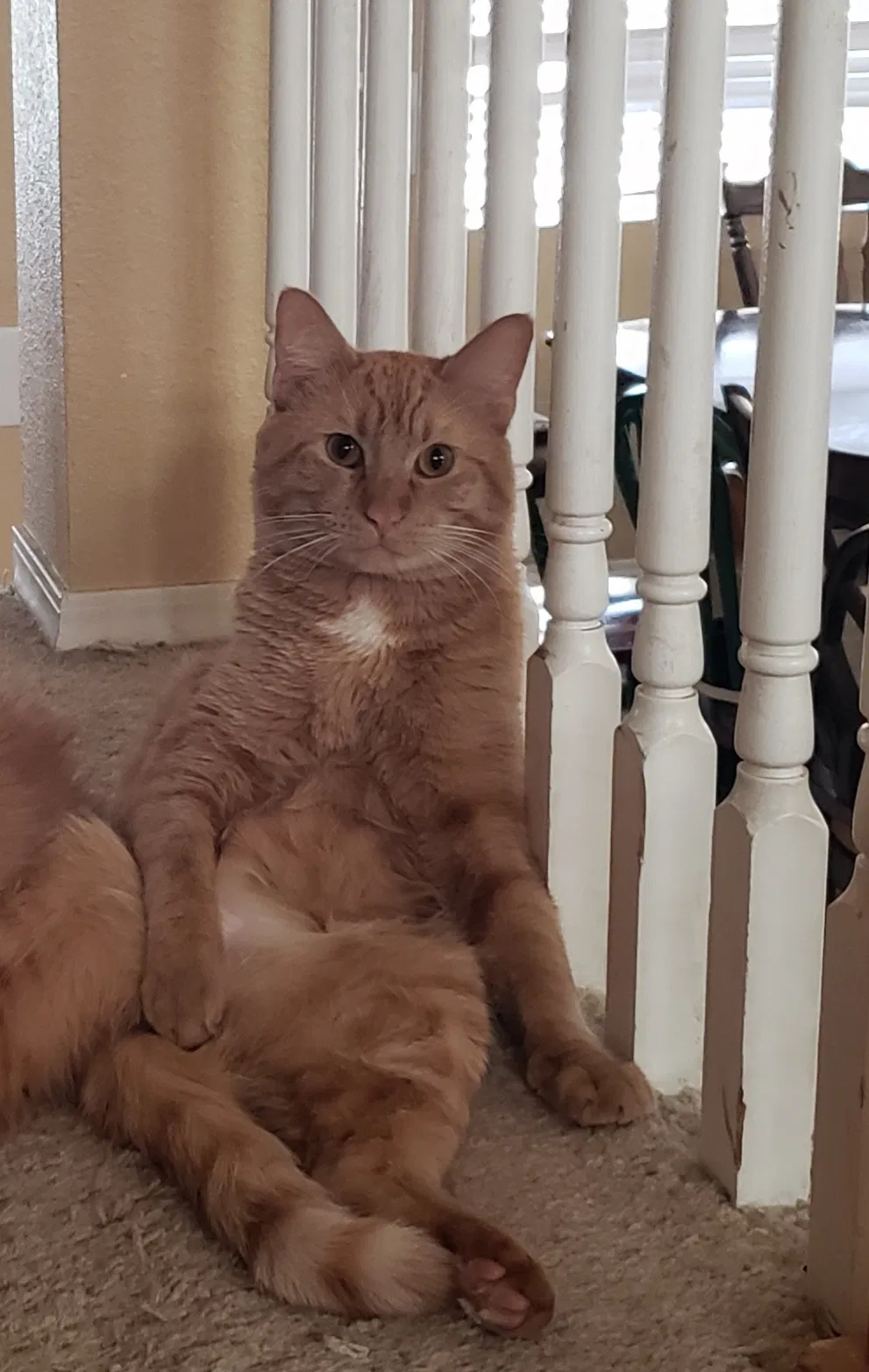 Lost cat in Colorado Springs, CO, 80920