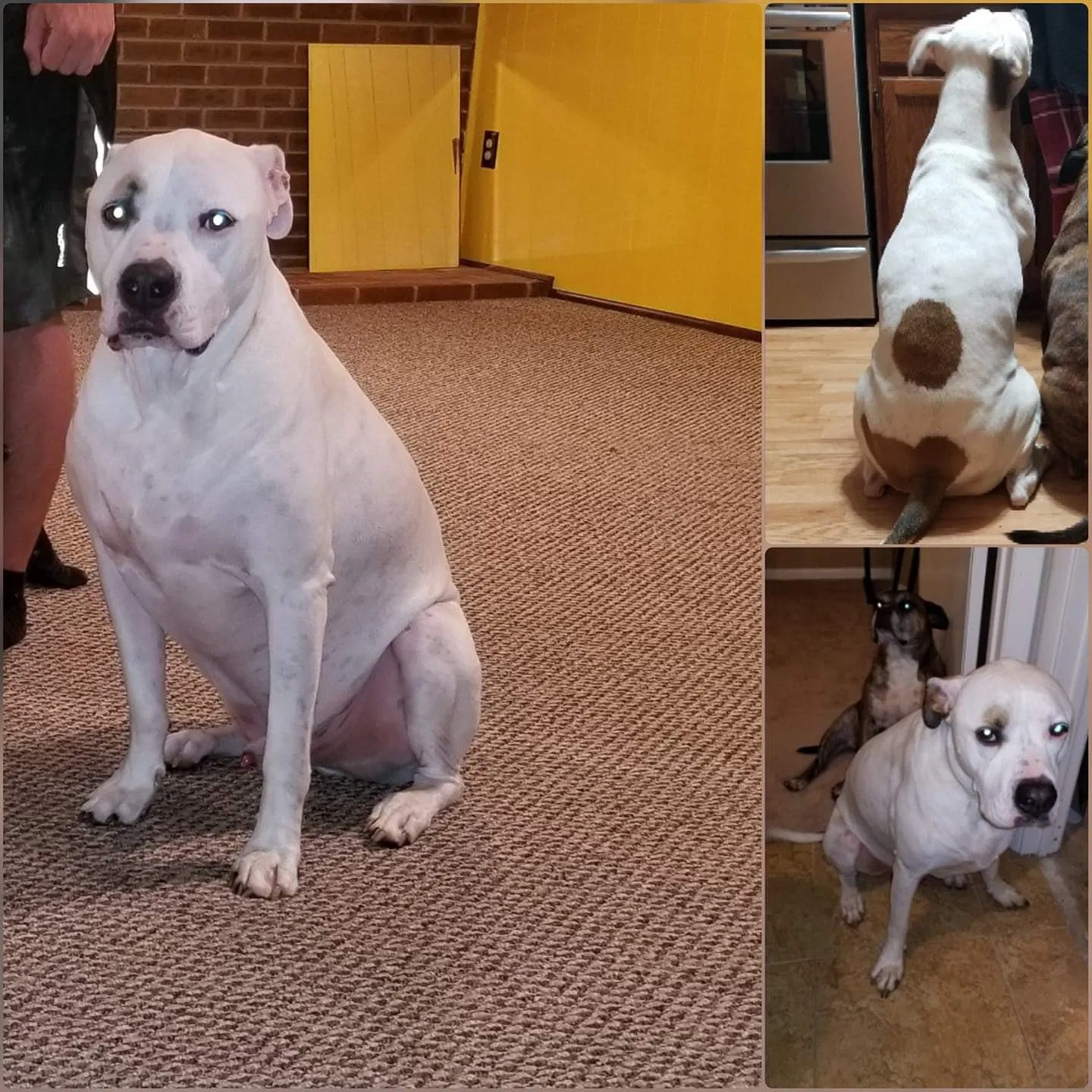 Lost dog in Woodbridge, VA, 22193