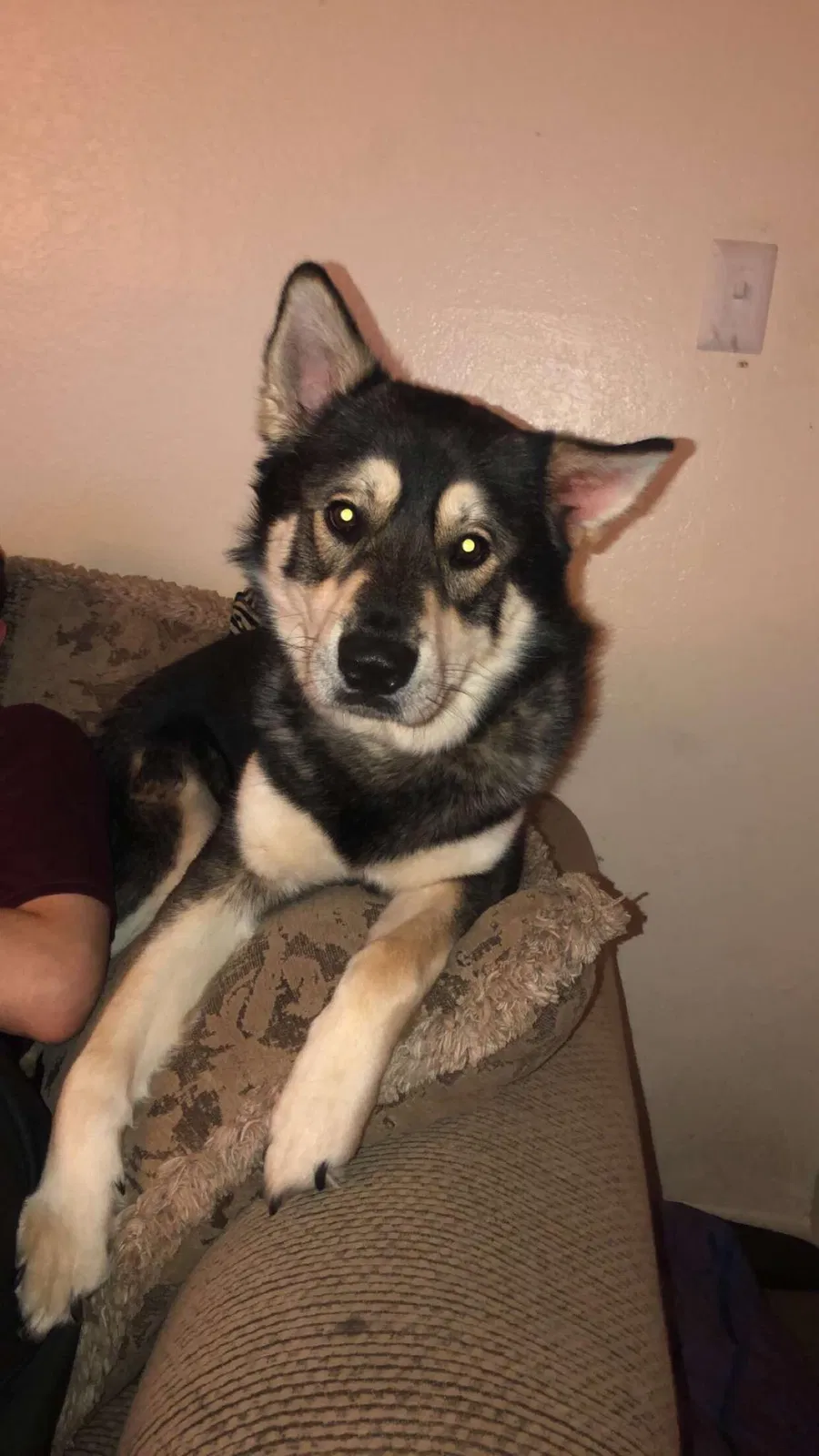 Lost dog in Glendale, AZ, 85301