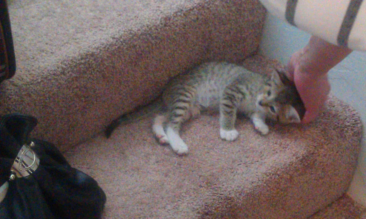 Lost cat in La Mesa, CA, 91942