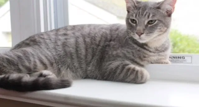Lost cat in Fayetteville, AR, 72701