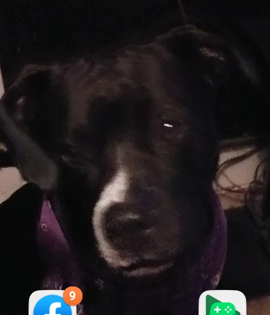 Lost dog in Kansas City, MO, 64123