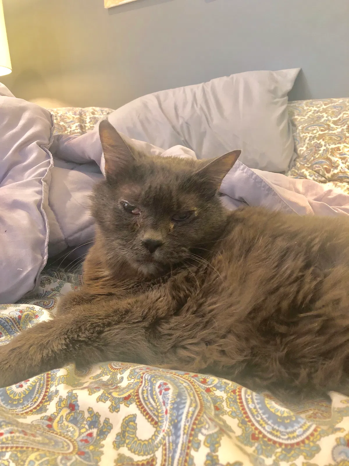 Lost cat in Morton Grove, IL, 60053