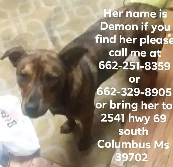 Lost dog in Columbus, MS, 39702