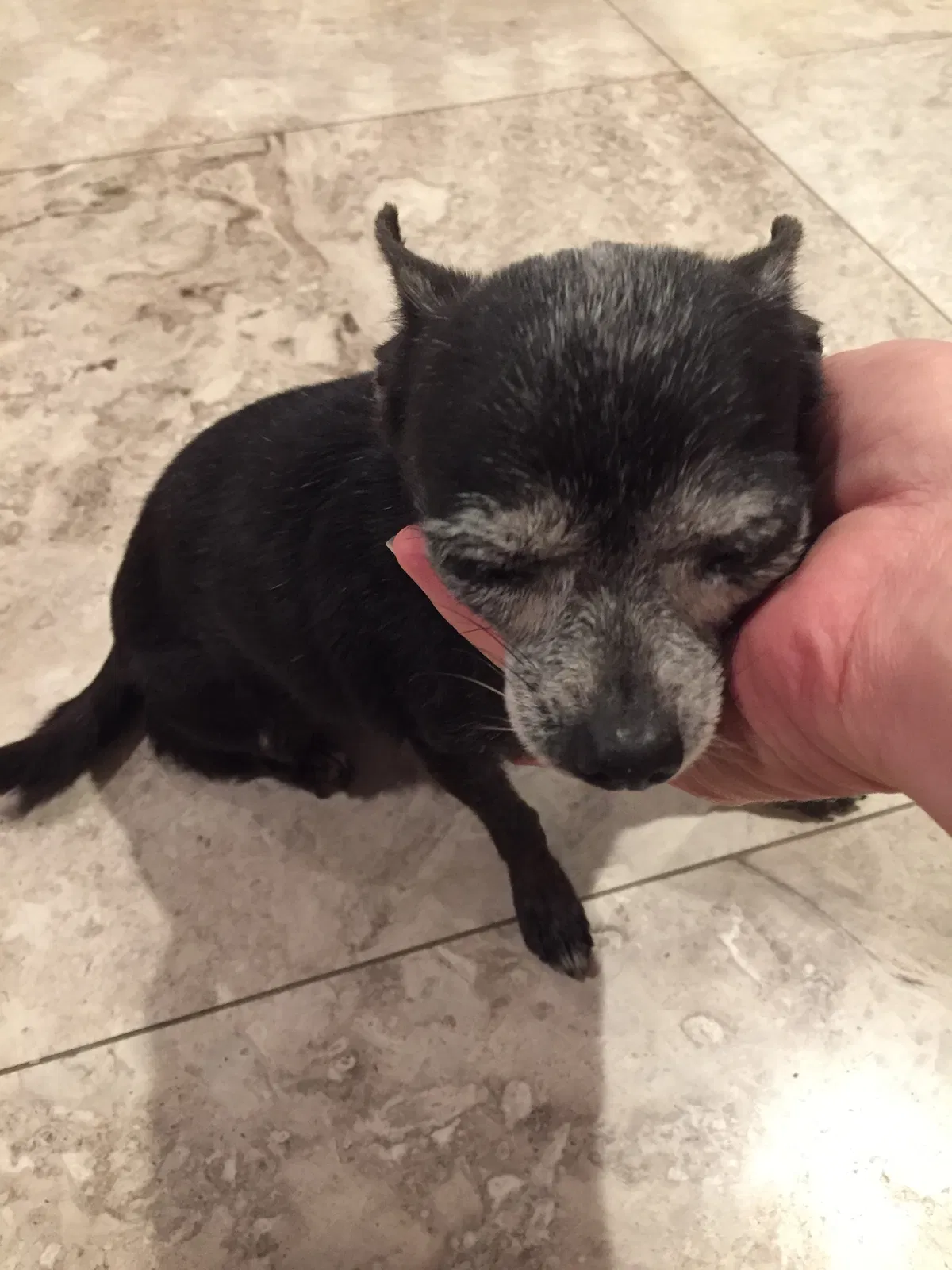 Lost dog in Bonita Springs, FL, 34134