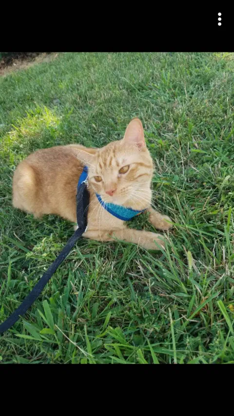 Lost cat in Saint Peters, MO, 63376
