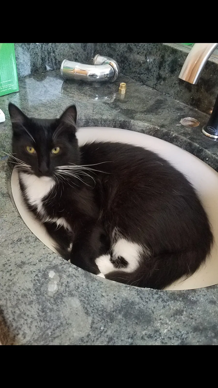 Lost cat in Wellington, FL, 33414