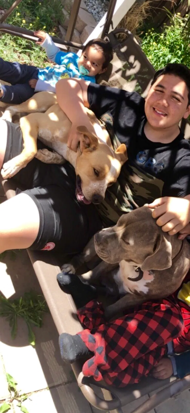 Lost dog in Victorville, CA, 92392