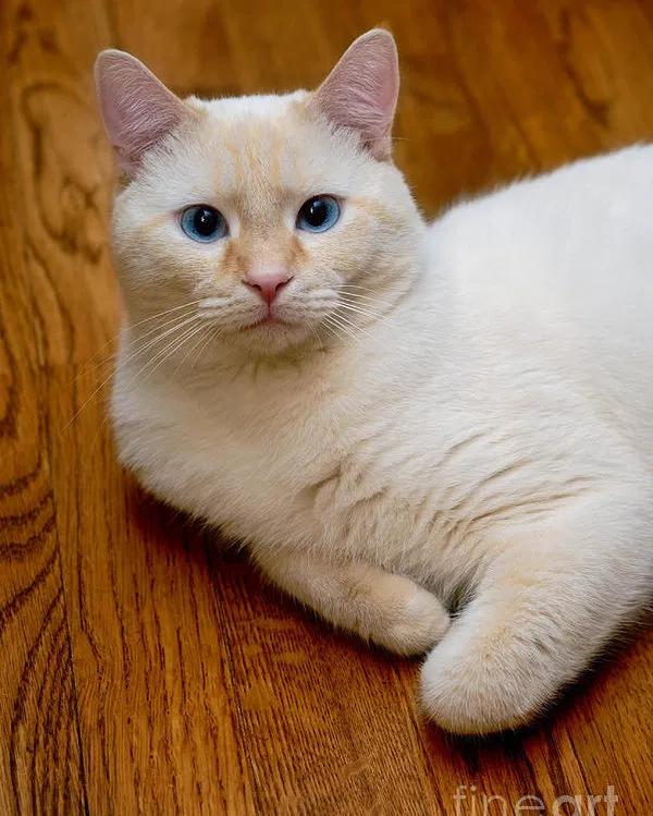 Lost cat in Wausau, WI, 54403