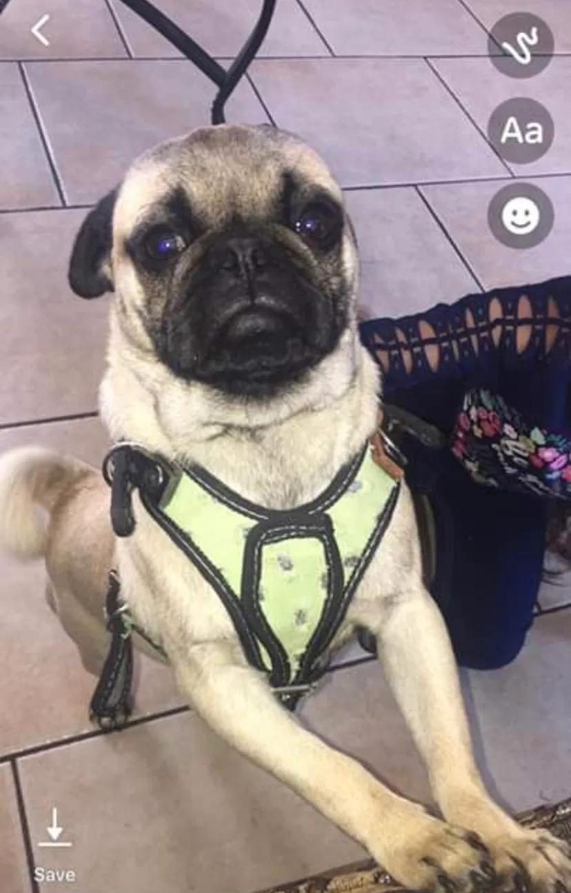 Lost dog in Salinas, CA, 93905