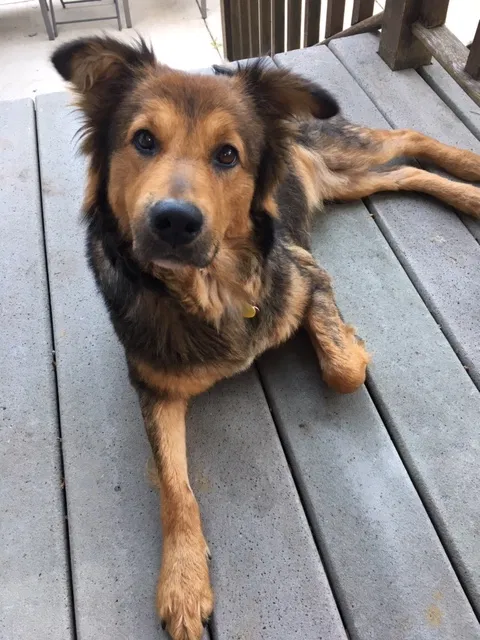 Lost dog in Richland Center, WI, 53581