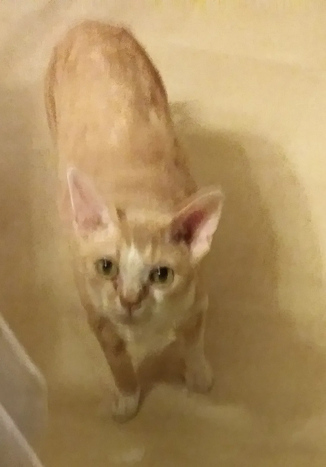 Lost cat in Sparta, WI, 54656